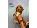 Adopt Imani a Labrador Retriever / Mixed dog in Darlington, SC (41568637)