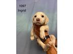 Adopt Ingrid a Labrador Retriever / Mixed dog in Darlington, SC (41568636)