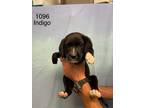 Adopt Indigo a Labrador Retriever / Mixed dog in Darlington, SC (41568635)