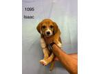 Adopt Isaac a Labrador Retriever / Mixed dog in Darlington, SC (41568634)