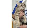 Adopt Melanie a Domestic Mediumhair / Mixed (short coat) cat in Darlington
