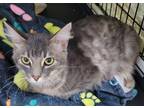 Adopt Myles a Domestic Mediumhair / Mixed (short coat) cat in Darlington