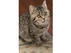 Adopt Meadow a Tan or Fawn Scottish Fold / Mixed (short coat) cat in