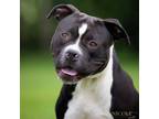 Adopt Master a Pit Bull Terrier, Terrier