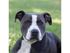 Adopt Hershey a Pit Bull Terrier