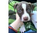 Adopt Fava a White American Pit Bull Terrier / Mixed Breed (Medium) / Mixed