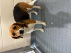 Adopt Sadie a Tricolor (Tan/Brown & Black & White) Beagle / Mixed dog in Stony