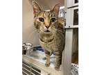 Adopt Purrita a Domestic Shorthair / Mixed cat in Lincoln, NE (41570795)