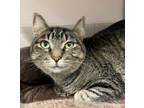 Adopt Maggie a Domestic Shorthair / Mixed cat in San Luis Obispo, CA (41570794)