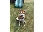 Adopt Scout a Brown/Chocolate - with White Husky / Mixed dog in Schoolcraft