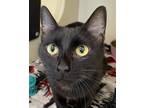 Adopt Mariah a Domestic Shorthair / Mixed cat in Silverdale, WA (41570787)