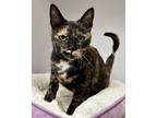 Adopt Godiva a Domestic Shorthair / Mixed cat in Novato, CA (41565913)