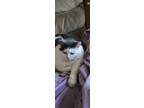 Adopt Layah a White (Mostly) Turkish Van / Mixed (medium coat) cat in Shelby