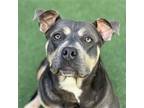 Adopt Maxine a Brown/Chocolate - with Tan Pit Bull Terrier / Mixed dog in