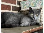 Adopt Autumn a Gray or Blue Domestic Shorthair / Mixed (short coat) cat in