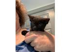 Adopt Bishop a All Black Domestic Shorthair / Mixed (short coat) cat in