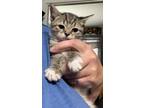 Adopt Taylor a Brown Tabby Domestic Shorthair / Mixed (short coat) cat in