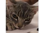 Adopt Samuel a Domestic Shorthair / Mixed cat in Houston, TX (41570774)