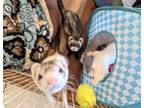 Adopt Lily and Snowy and Versace a White Ferret small animal in Brandy Station