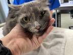 Adopt Katia a Domestic Mediumhair / Mixed cat in Houston, TX (41570773)