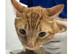 Adopt Sol a Domestic Mediumhair / Mixed cat in Houston, TX (41570771)
