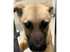 Adopt Joel a German Shepherd Dog / Mixed dog in Houston, TX (41570769)