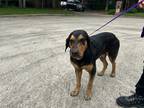 Adopt Duncan a Coonhound / Mixed dog in Houston, TX (41570767)
