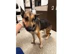 Adopt Hillary a German Shepherd Dog / Mixed dog in Houston, TX (41570766)