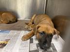 Adopt Flint a Shepherd (Unknown Type) / Mixed dog in Houston, TX (41570761)