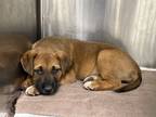 Adopt Reba a Shepherd (Unknown Type) / Mixed dog in Houston, TX (41570760)