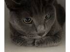 Adopt Shyy a Russian Blue / Mixed cat in Houston, TX (41570759)
