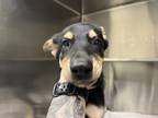Adopt Carlos a Shepherd (Unknown Type) / Mixed dog in Houston, TX (41570758)