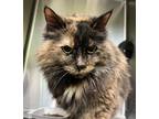 Adopt Miss Pumpkin a Domestic Mediumhair / Mixed cat in Sioux City