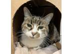 Adopt Miss Kitty a Domestic Shorthair / Mixed cat in Sioux City, IA (41570754)