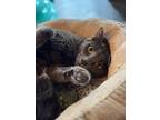 Adopt Sage a Gray or Blue Russian Blue (short coat) cat in Pasadena