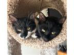 Adopt Squirt a All Black Domestic Shorthair / Mixed (short coat) cat in