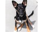 Adopt Jack Pawson - (Medical) a Black Shepherd (Unknown Type) / Terrier (Unknown