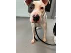 Adopt Nola a White - with Gray or Silver American Staffordshire Terrier / Mixed