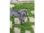 Adopt Lincoln a Gray/Blue/Silver/Salt & Pepper Mixed Breed (Large) / Mixed dog
