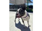 Adopt Valentine a Boston Terrier / Mixed dog in Sheboygan, WI (41570826)