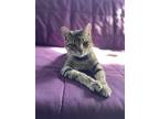 Adopt Vinny a Brown Tabby Tabby / Mixed (short coat) cat in Sugar Land