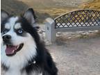 Adopt Ttio a Black - with White Pomsky / Mixed dog in Phoenix, AZ (41570819)