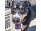 Adopt Miles a Shepherd (Unknown Type) / Mixed dog in Des Moines, IA (41570816)
