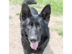 Adopt Brandon a German Shepherd Dog / Mixed dog in Des Moines, IA (41570814)
