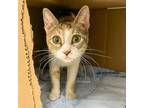 Adopt Petal a Domestic Shorthair / Mixed cat in Des Moines, IA (41570813)