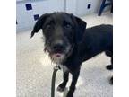 Adopt Stromie a Wirehaired Pointing Griffon / Mixed dog in Des Moines