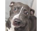 Adopt Raine a Terrier (Unknown Type, Medium) / Mixed dog in Des Moines