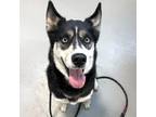 Adopt Thalia a Siberian Husky / Mixed dog in Des Moines, IA (41570810)