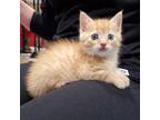 Adopt Sage a Orange or Red Tabby Tabby (short coat) cat in Ypsilanti