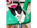 Adopt Kitten 25704 (Dotty) a Black & White or Tuxedo Domestic Shorthair (short